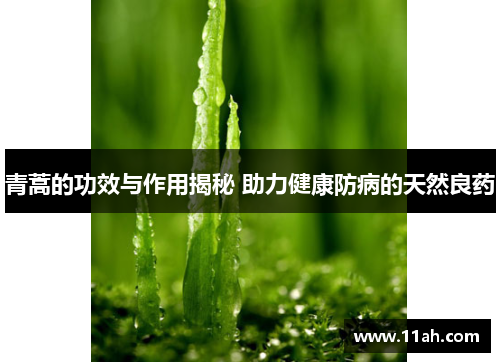 青蒿的功效与作用揭秘 助力健康防病的天然良药